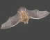 Chauve-souris -construire fabriquer un nichoir &agrave; chauve-souris